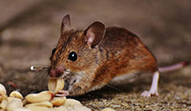 hospital-and-healthcare-facility-pest-management Experts in Northborough